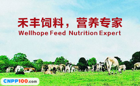 禾丰Wellhope