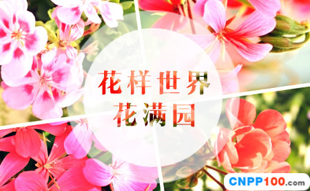 斗南DOUNAN